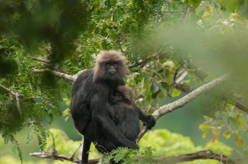 HornBill-view-point