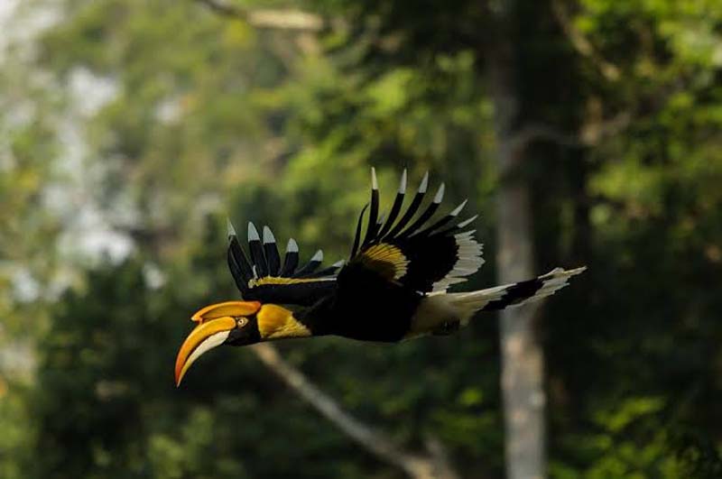 valparai-bird